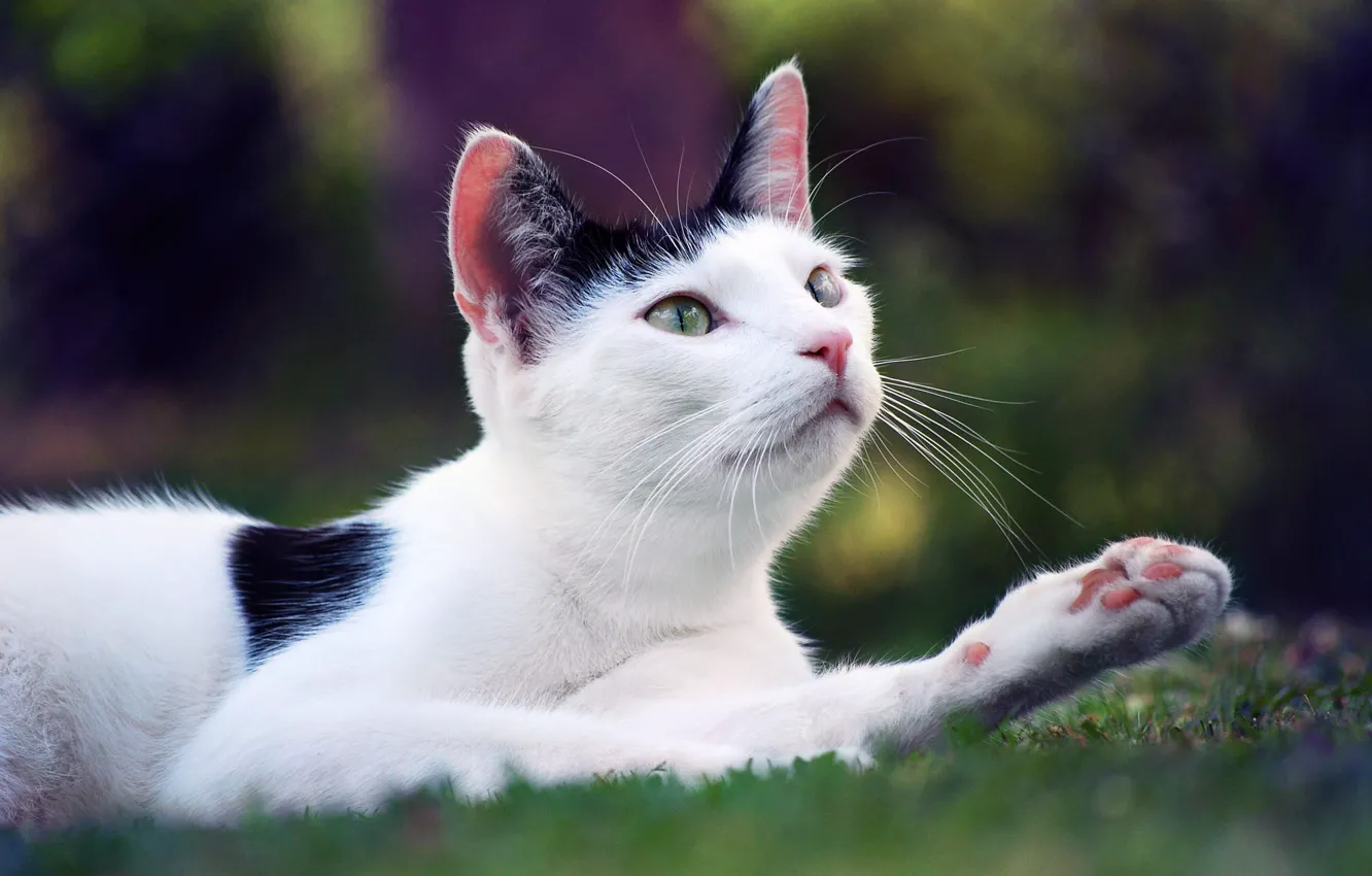 Photo wallpaper cat, white, cat, look, nature, pose, glade, paw