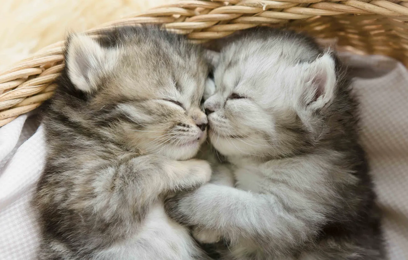 Photo wallpaper basket, sleep, kittens, kids