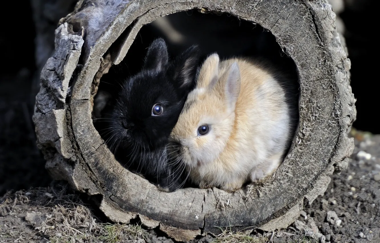 Photo wallpaper pair, rabbits, tire