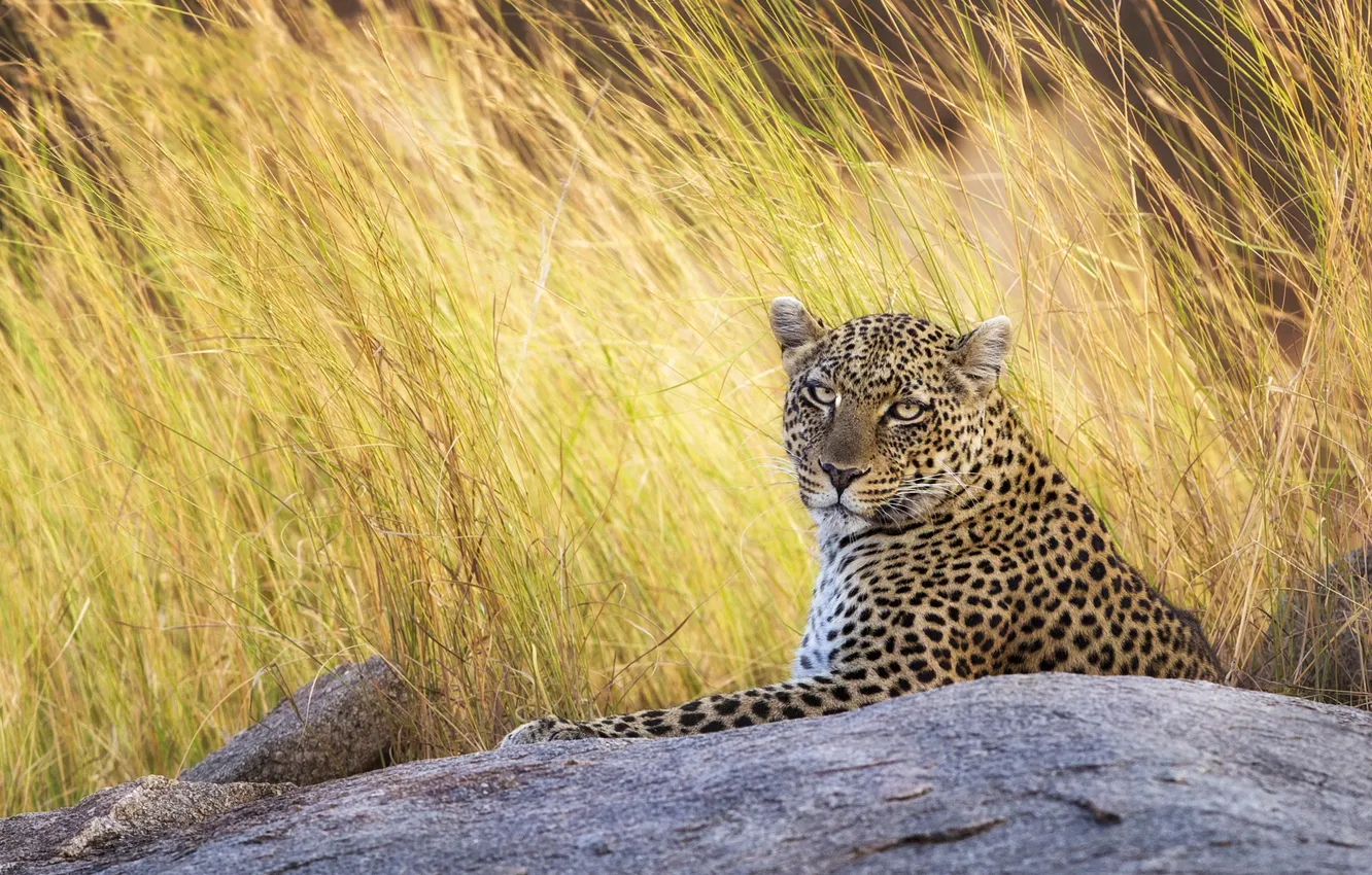 Photo wallpaper grass, look, face, stones, portrait, leopard, lies