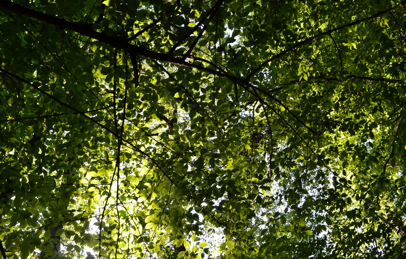 Photo wallpaper forest, summer, leaves, trees