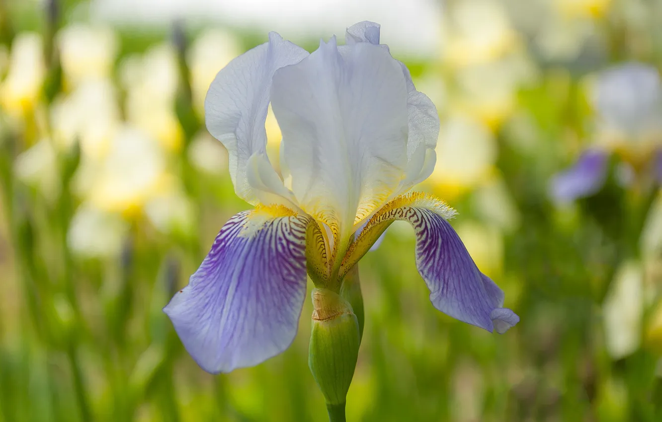 Photo wallpaper summer, morning, iris