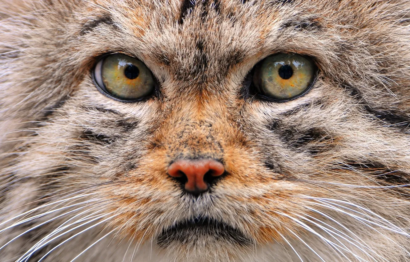 Photo wallpaper cat, face, manul