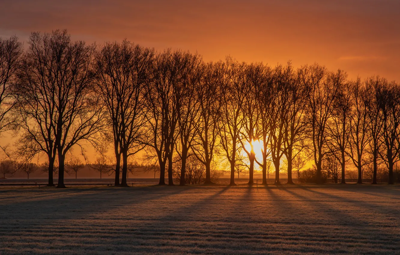Photo wallpaper field, the sun, trees, sunrise, dawn, morning, Netherlands