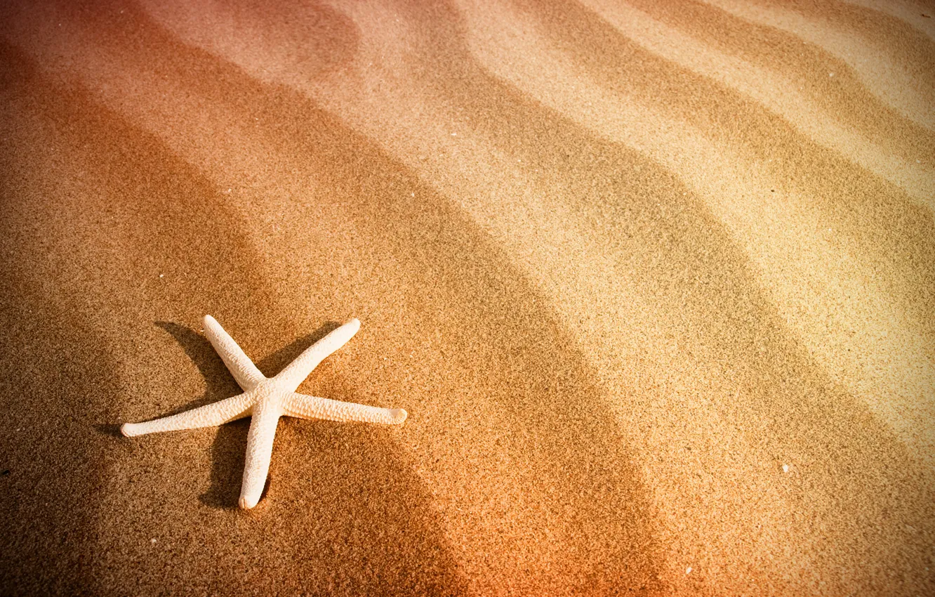 Photo wallpaper sand, sea, beach, starfish