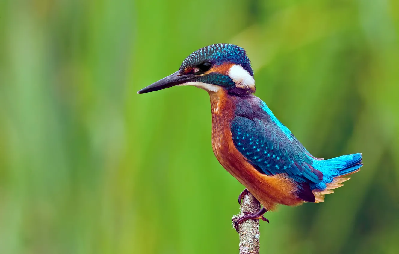 Photo wallpaper branches, background, bird, kingfisher, alcedo atthis, common Kingfisher