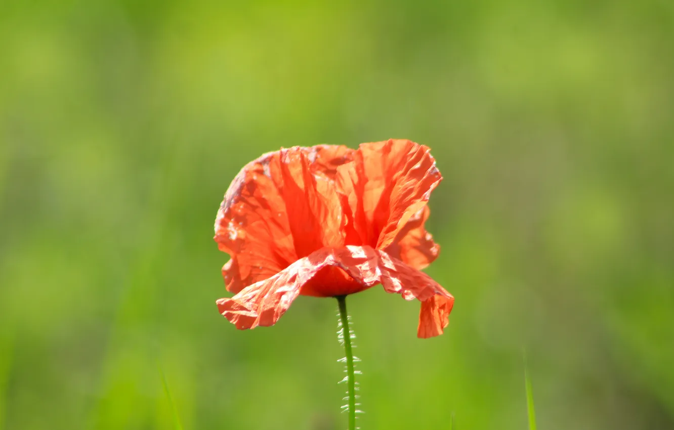 Photo wallpaper red, flower, poppy