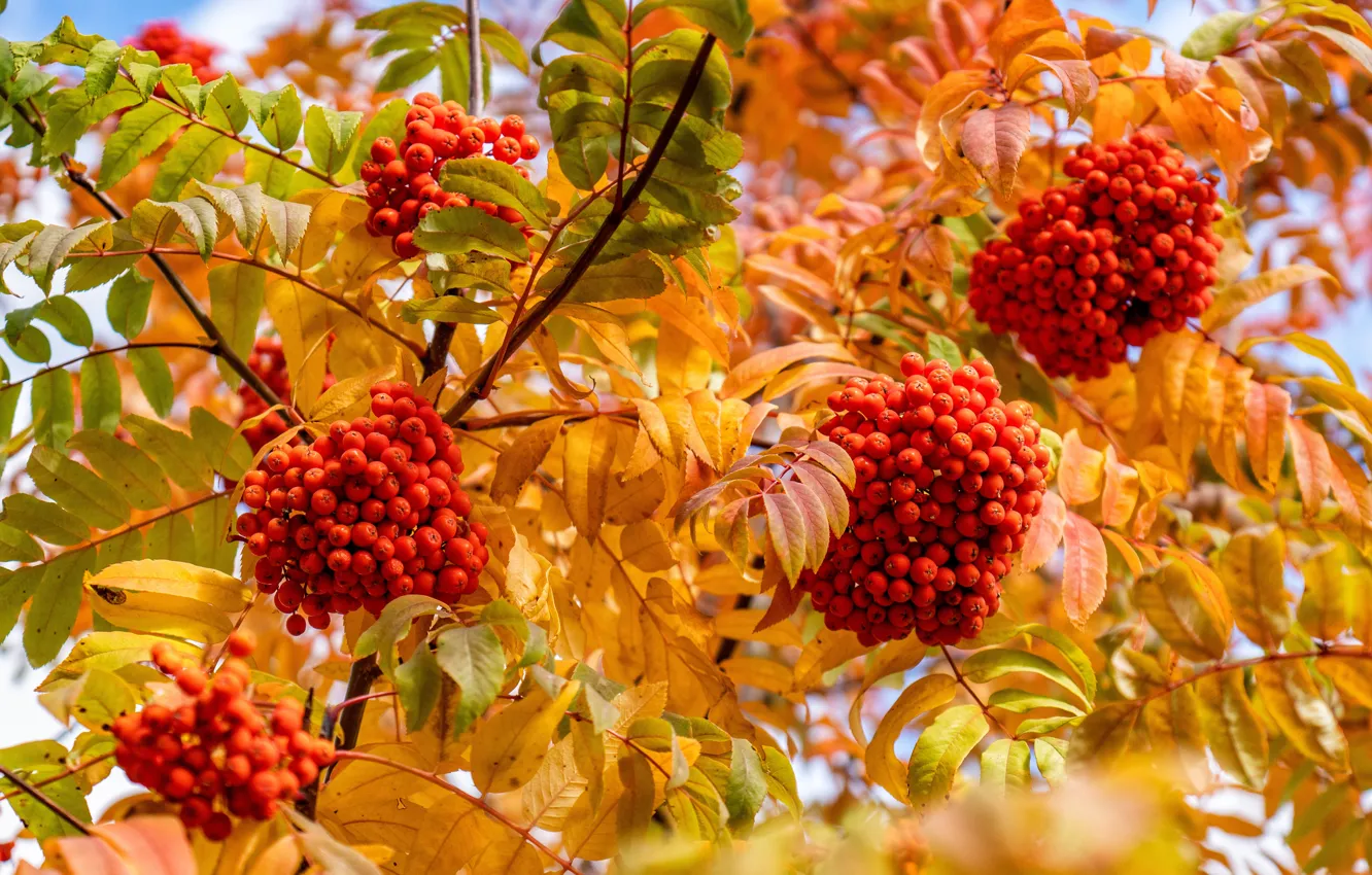 Photo wallpaper autumn, berry, Rowan