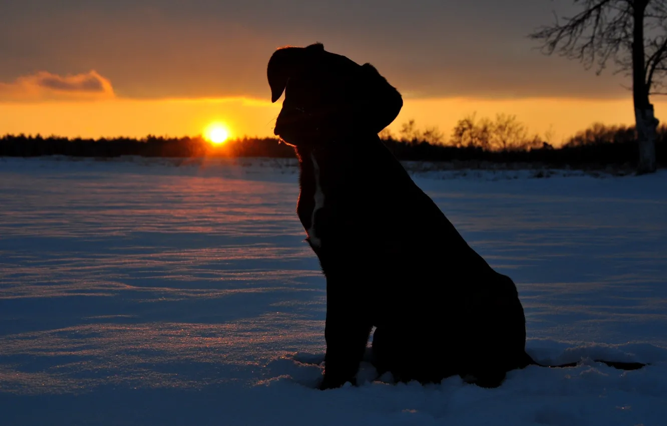 Photo wallpaper the sun, snow, sunset, puppy