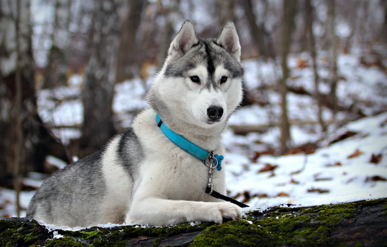 Photo wallpaper winter, snow, dog, husky