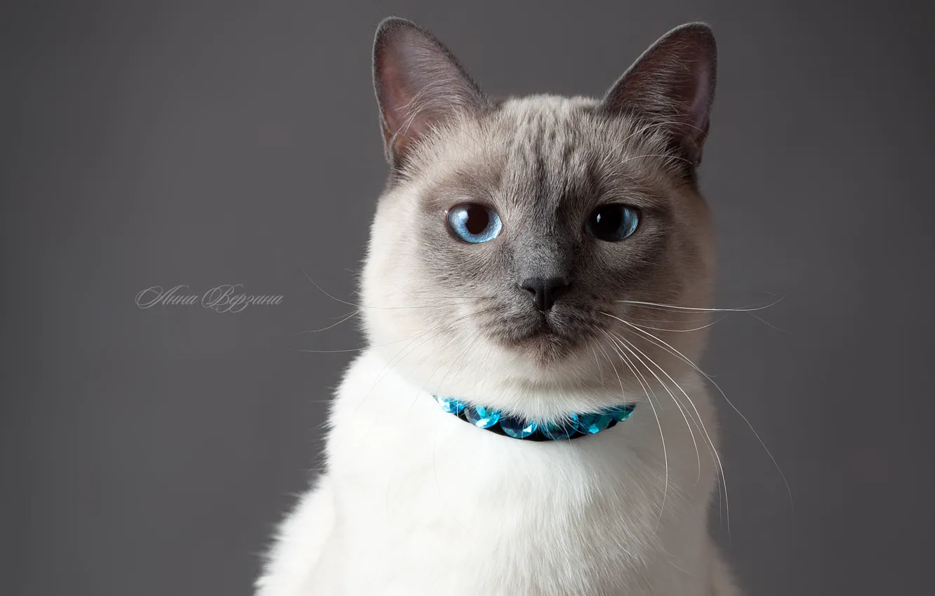 Photo wallpaper cat, eyes, cat, grey background, Thai cat, the Thai cat