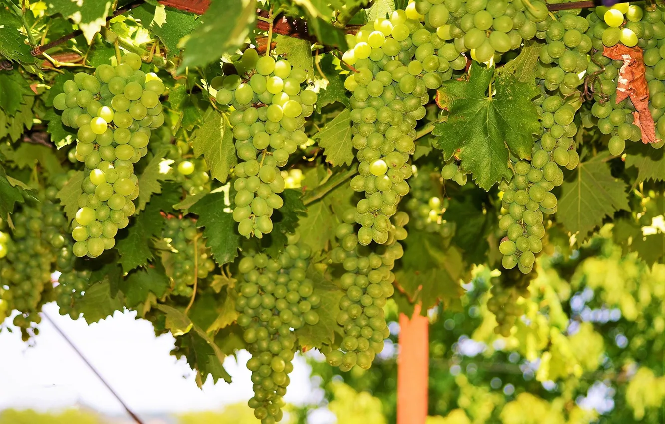 Photo wallpaper green, grapes, bunch