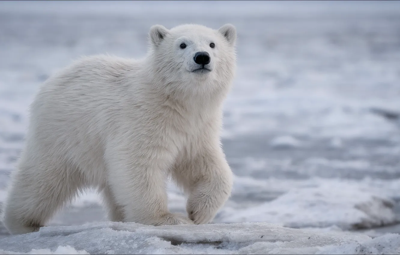 Photo wallpaper bear, winter, step, slow