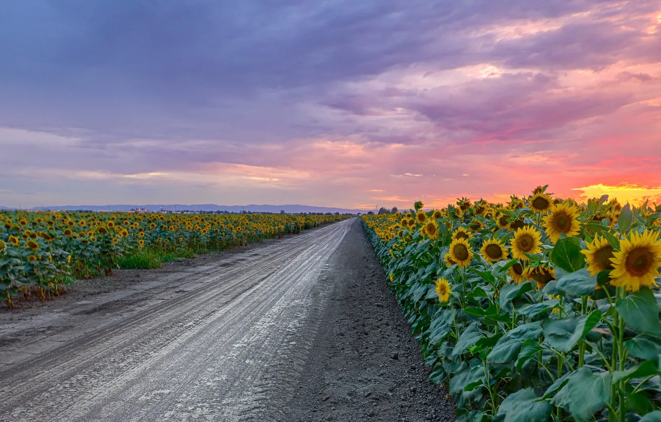 Photo wallpaper road, sunflowers, sunset