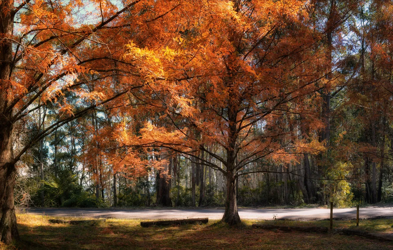 Photo wallpaper Nature, Autumn, Trees, Australia, Park, Mount Wilson