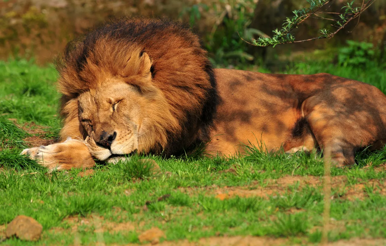 Photo wallpaper cat, grass, stay, sleep, Leo, sleeping