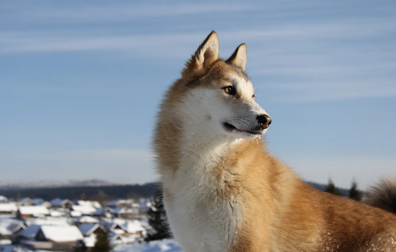 Photo wallpaper look, each, dog