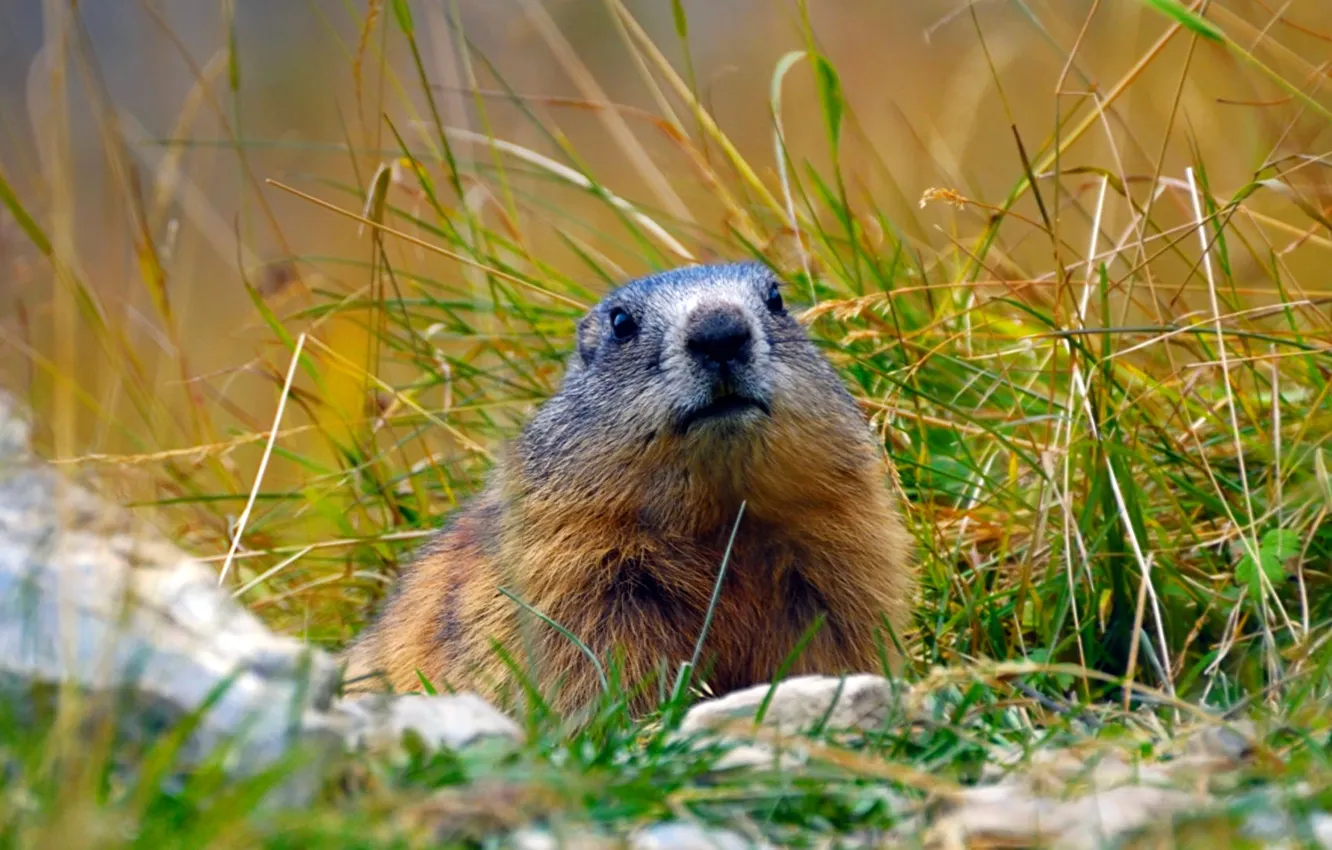 Photo wallpaper grass, Alps, marmot, rodent