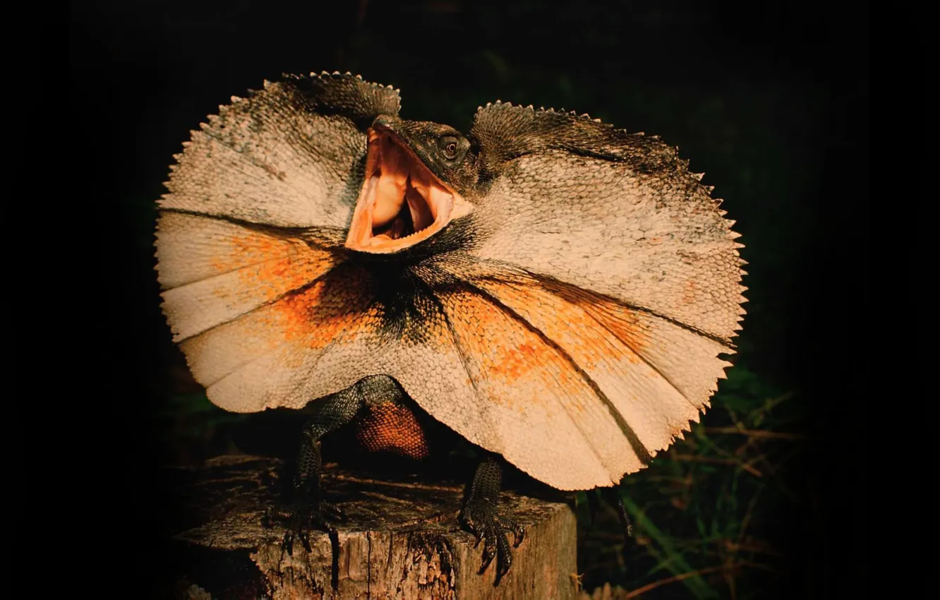 Photo wallpaper teeth, mouth, lizard, stump