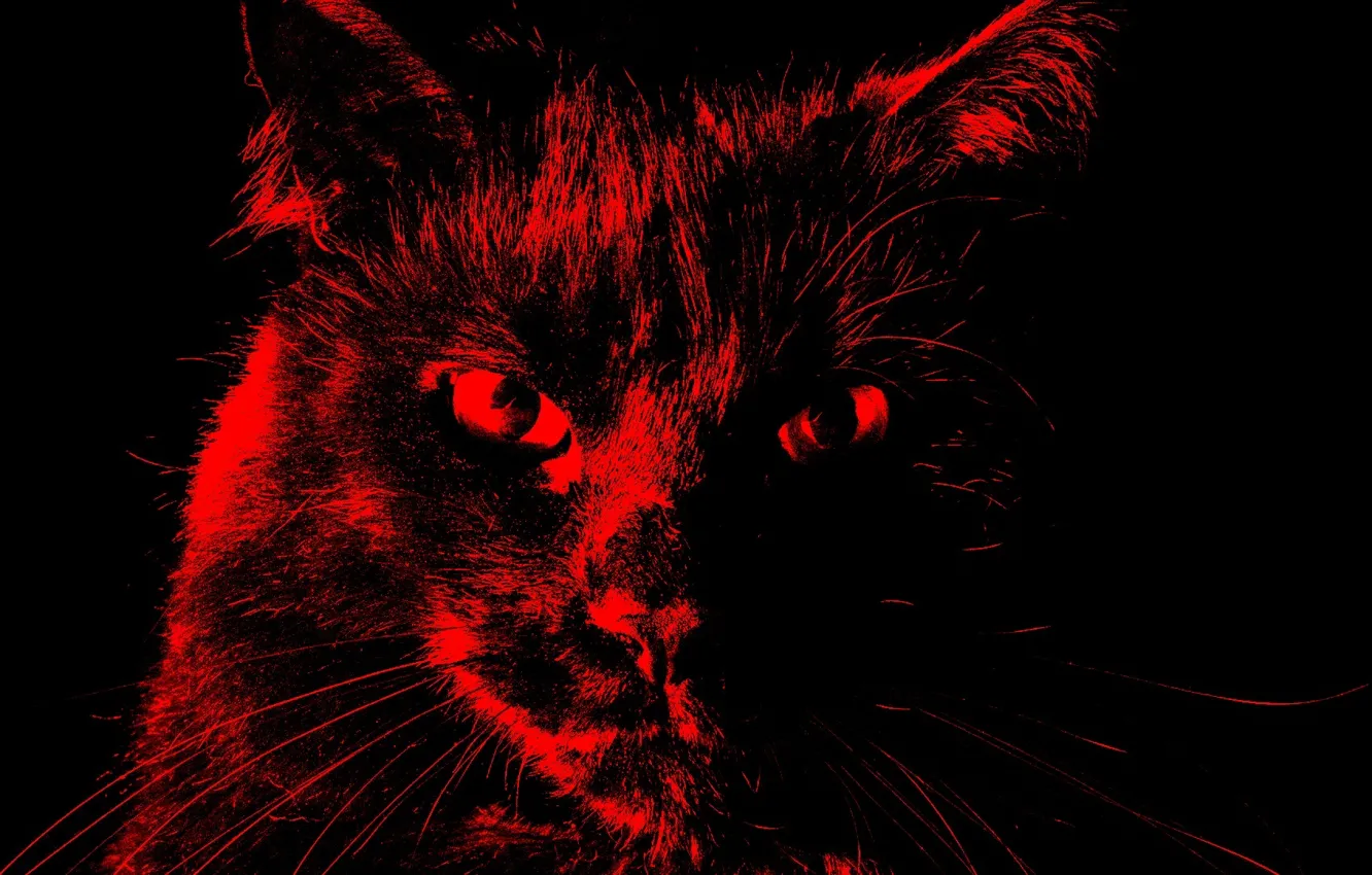 Photo wallpaper cat, creative, my world