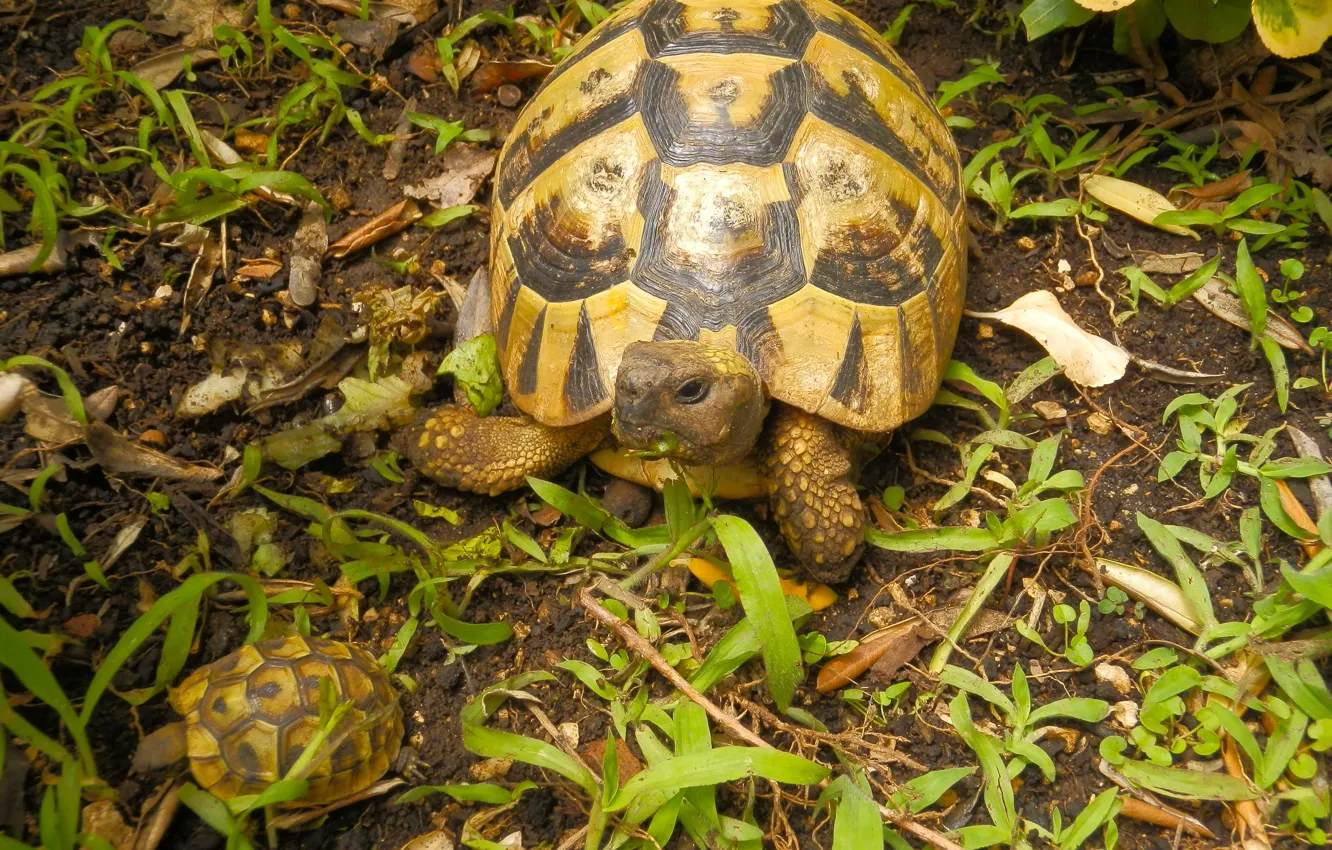 Photo wallpaper grass, nature, turtle