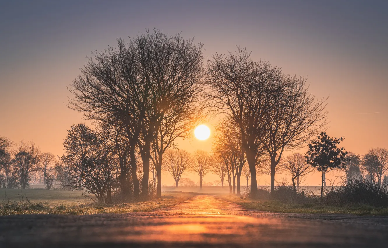 Photo wallpaper road, the sun, trees, sunrise, dawn, morning, Germany, Germany