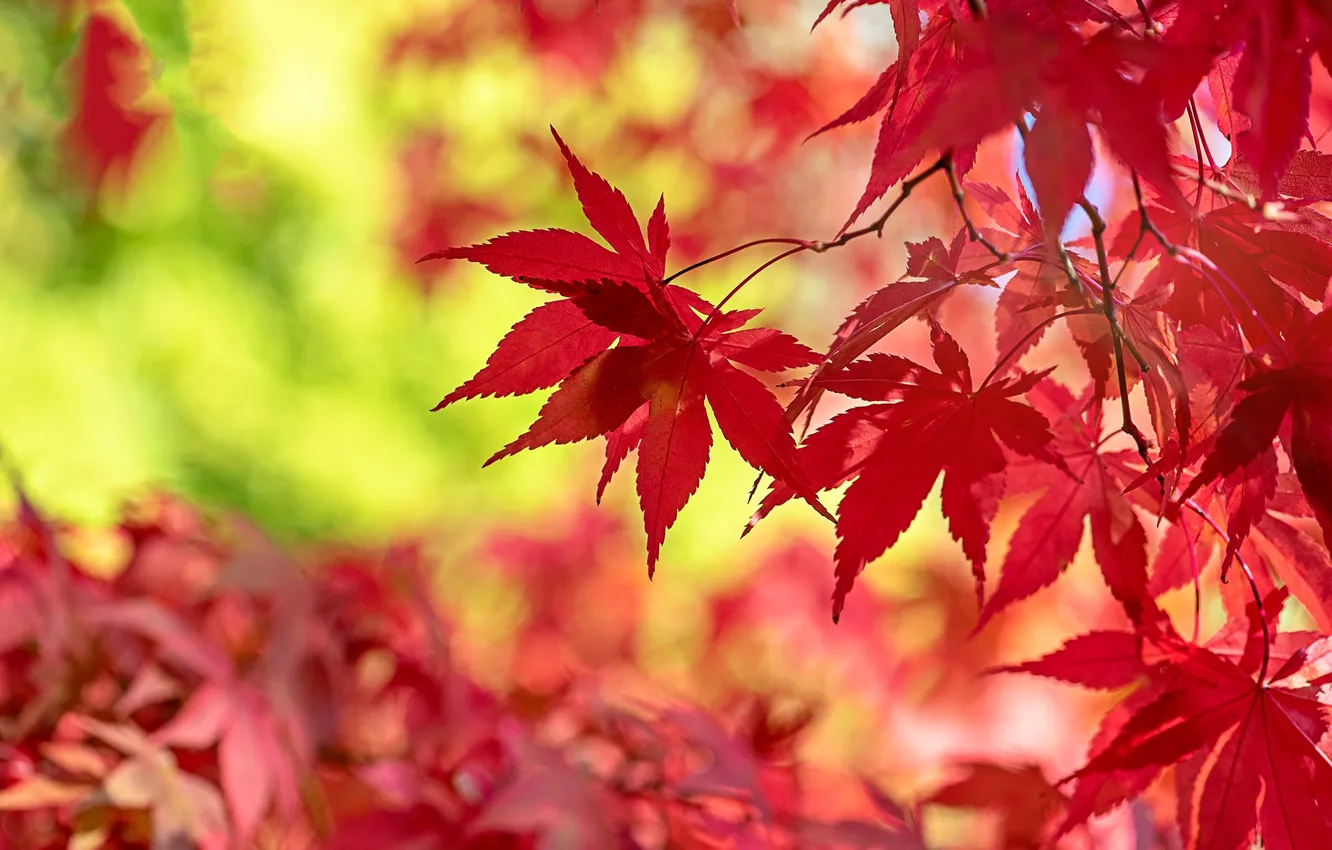 Photo wallpaper autumn, leaves, branches, red, bokeh, autumn, Japanese maple