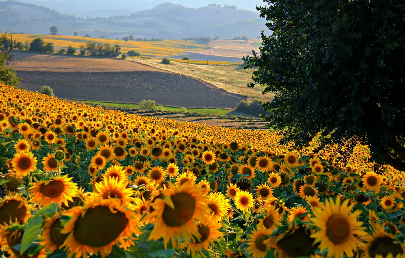 Photo wallpaper field, flowers, hills, sunflower, Italy