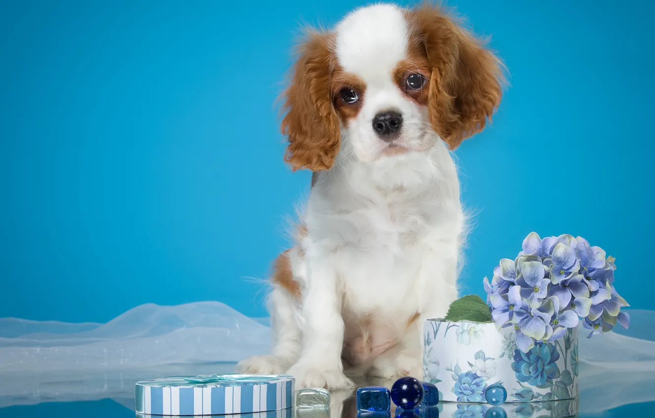 Photo wallpaper flowers, background, box, blue, dog, puppy, fabric, cutie