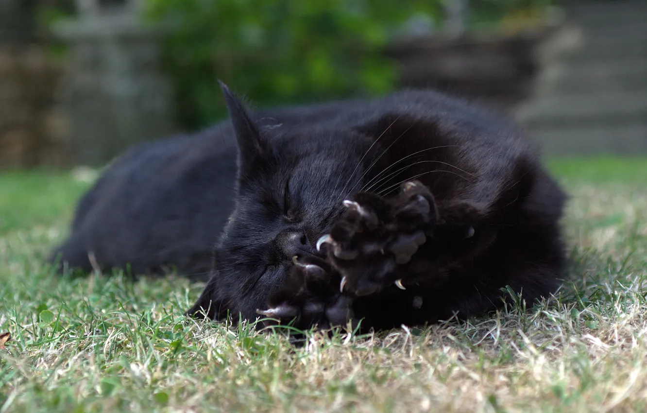 Photo wallpaper cat, cat, legs, lies