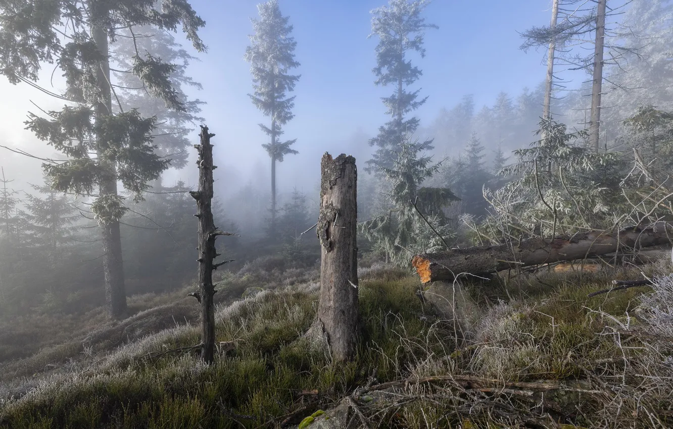 Photo wallpaper forest, nature, fog