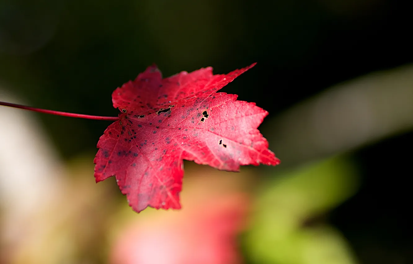 Photo wallpaper leaves, red, background, blur, maple, autumn