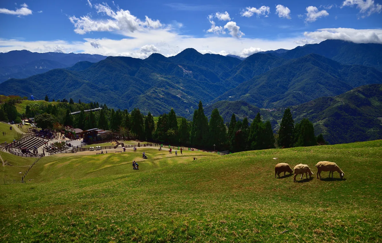 Photo wallpaper field, forest, grass, clouds, mountains, blue, green, blue