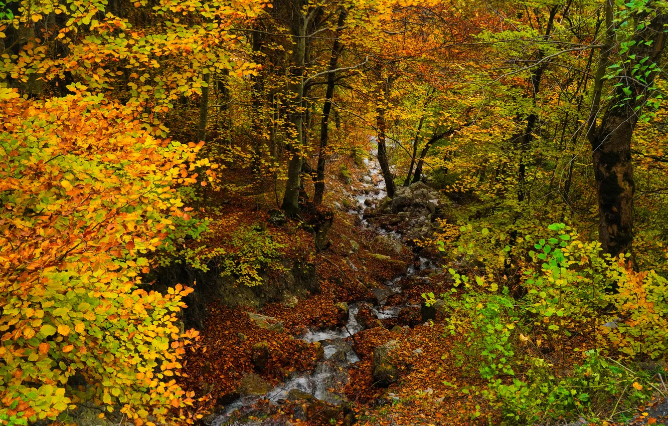 Photo wallpaper autumn, forest, nature, stream