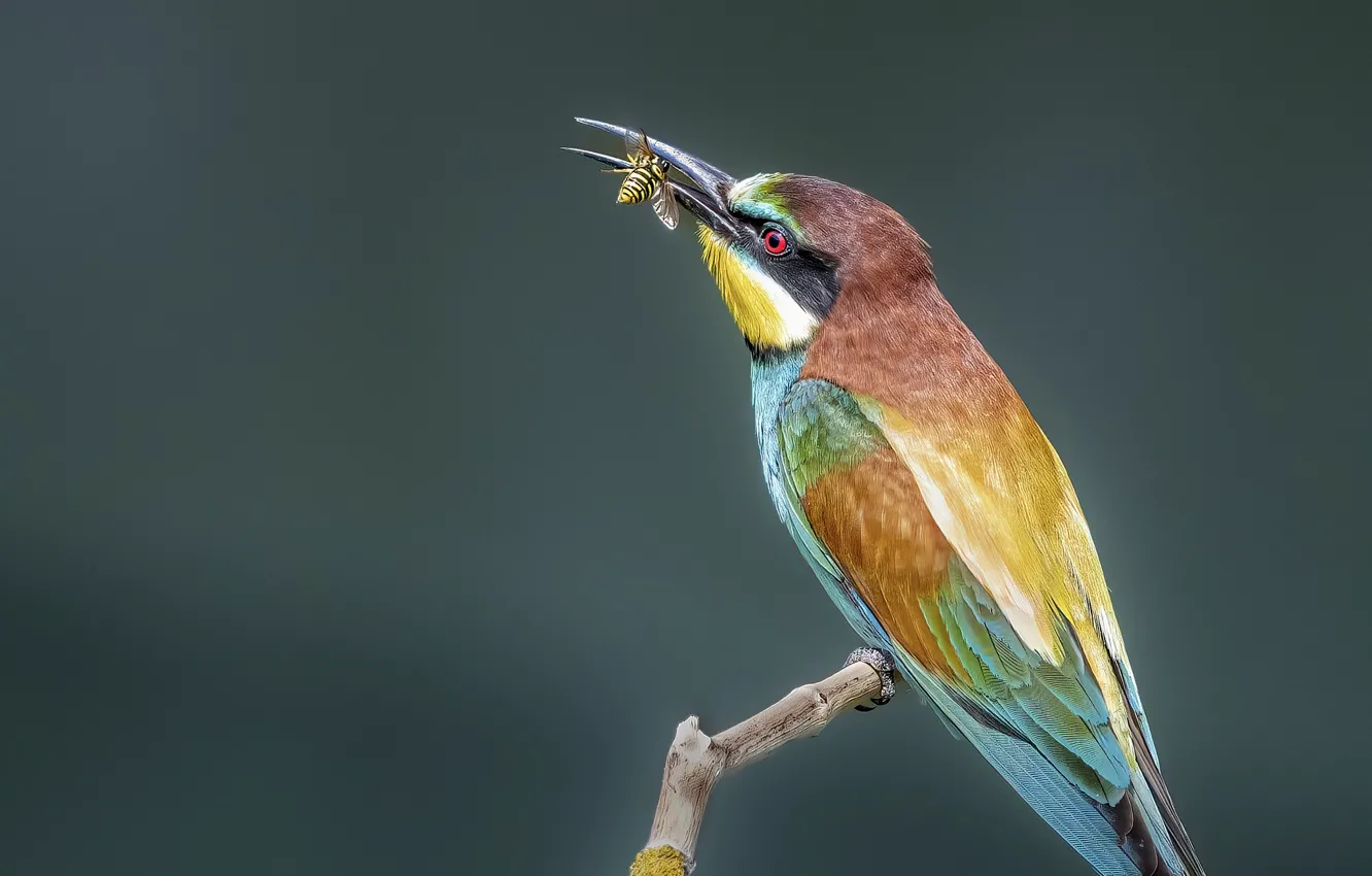 Photo wallpaper bird, insect, mining, Golden bee-eater
