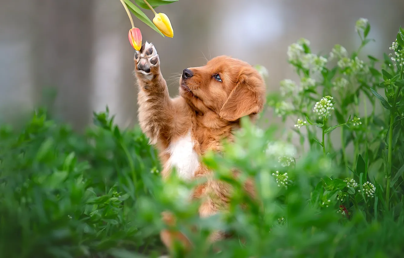 Photo wallpaper grass, look, flowers, pose, legs, dog, spring, paws
