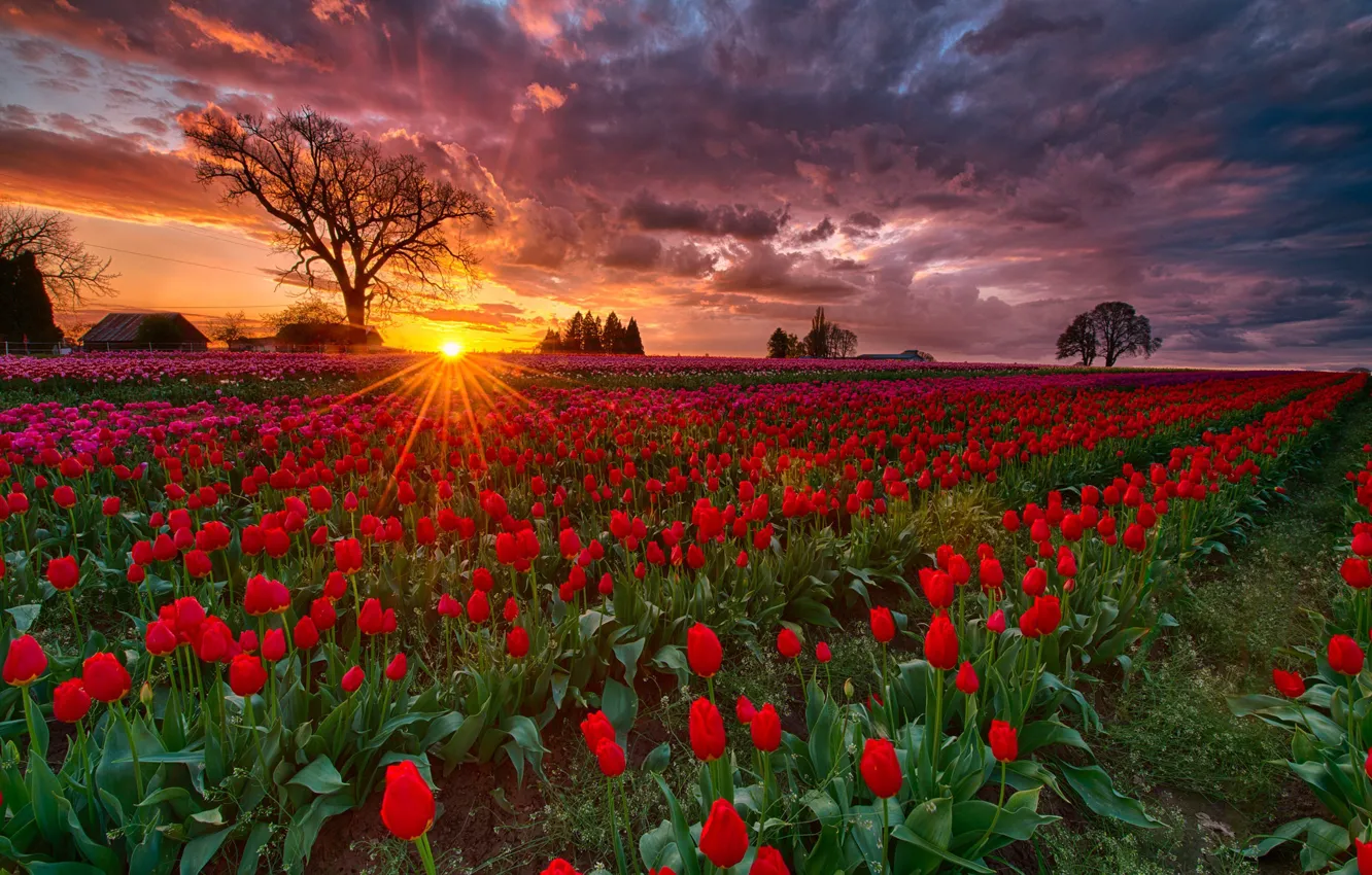 Photo wallpaper field, the sun, rays, sunset, spring, the evening, Oregon, tulips