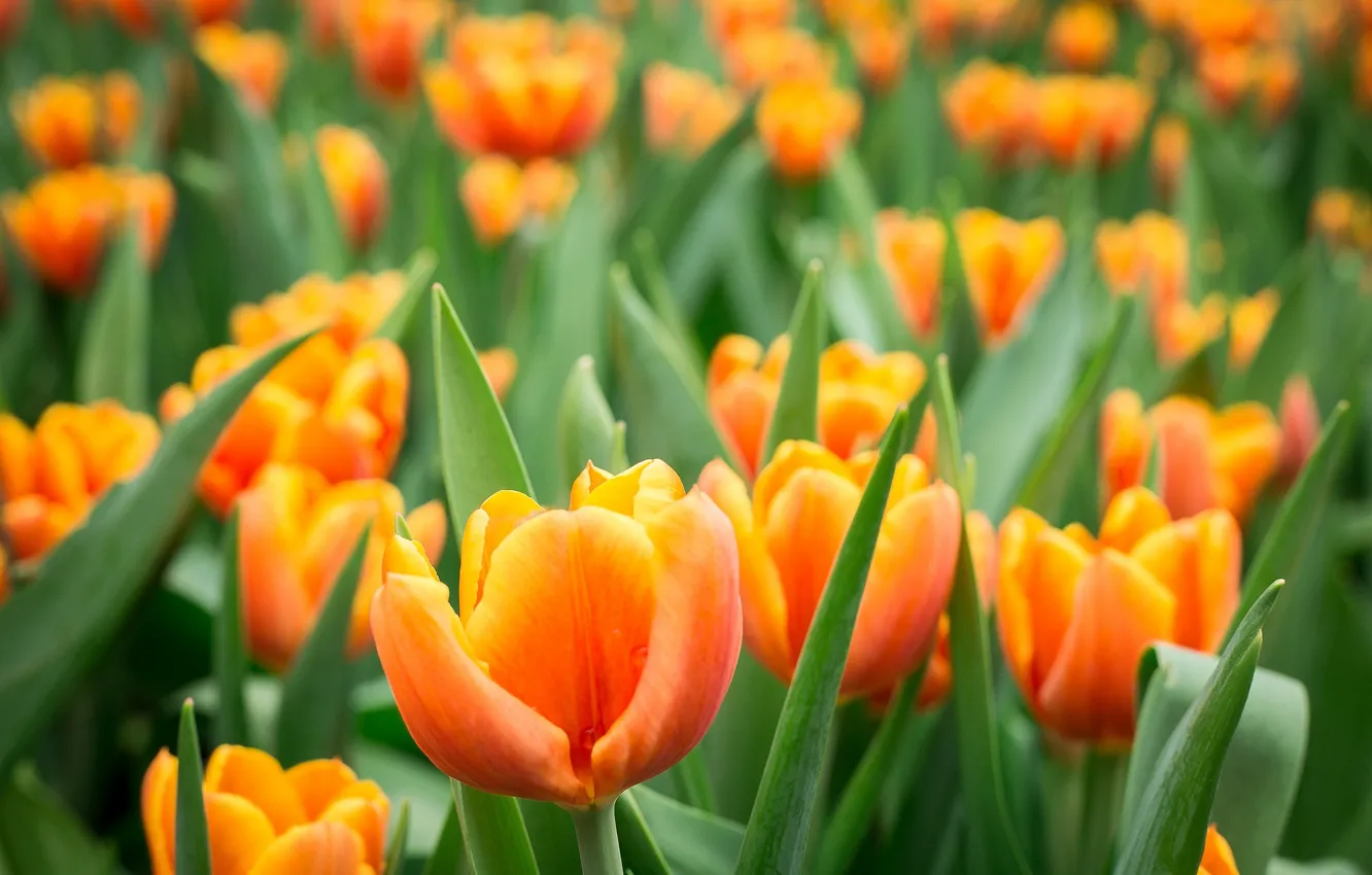 Photo wallpaper tenderness, petals, tulips, flowering
