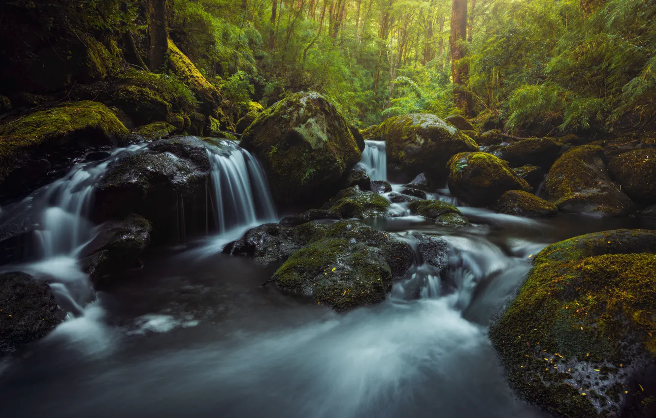Photo wallpaper greens, forest, summer, trees, nature, river, stones, thickets