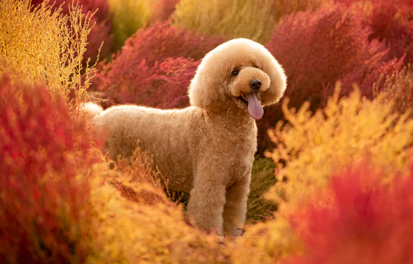 Photo wallpaper language, look, pose, dog, walk, face, the bushes, poodle