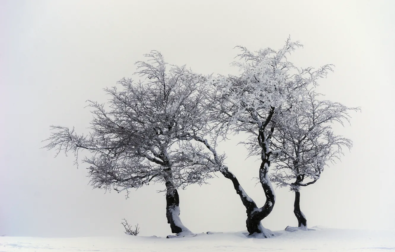 Photo wallpaper Nature, Winter, Trees, Snow