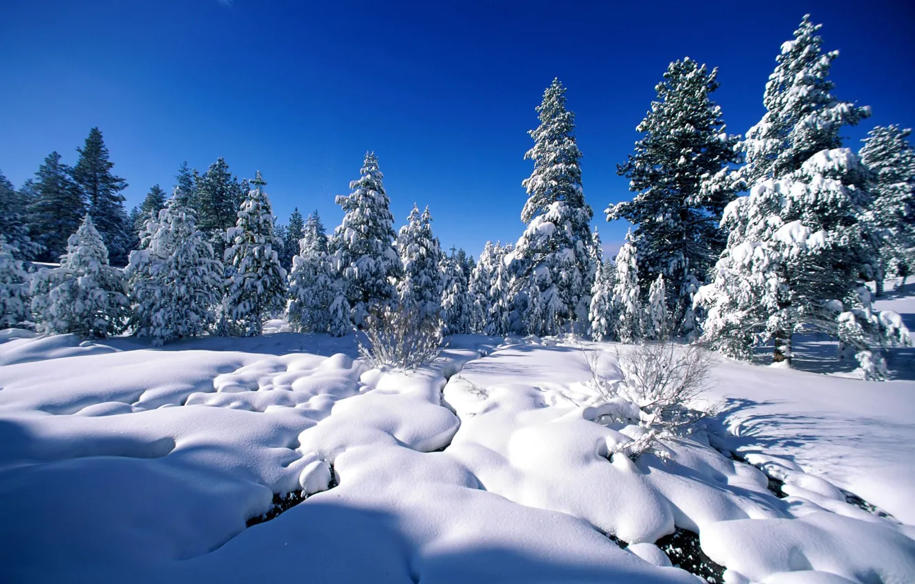 Photo wallpaper winter, snow, trees, spruce, pine