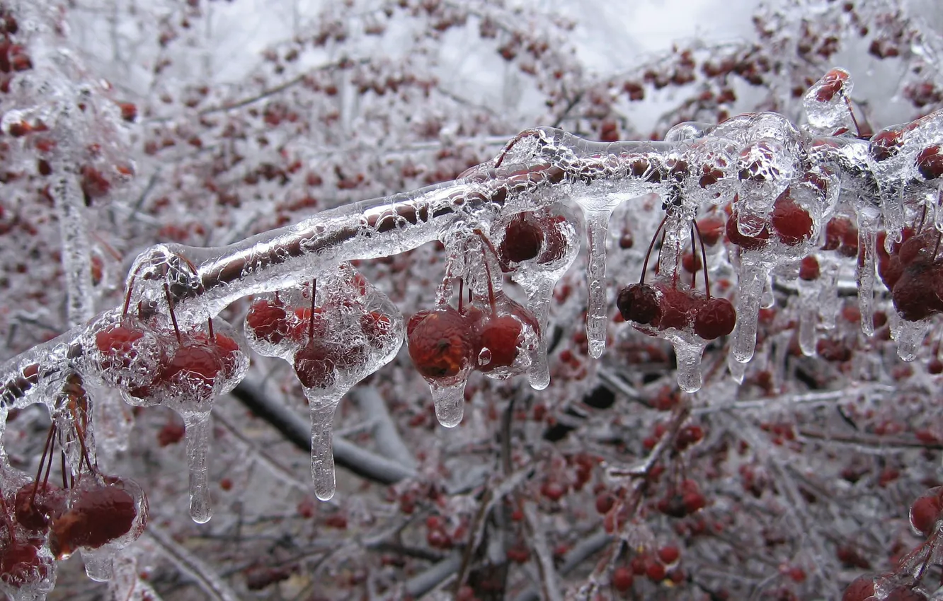 Photo wallpaper ice, winter, cherry