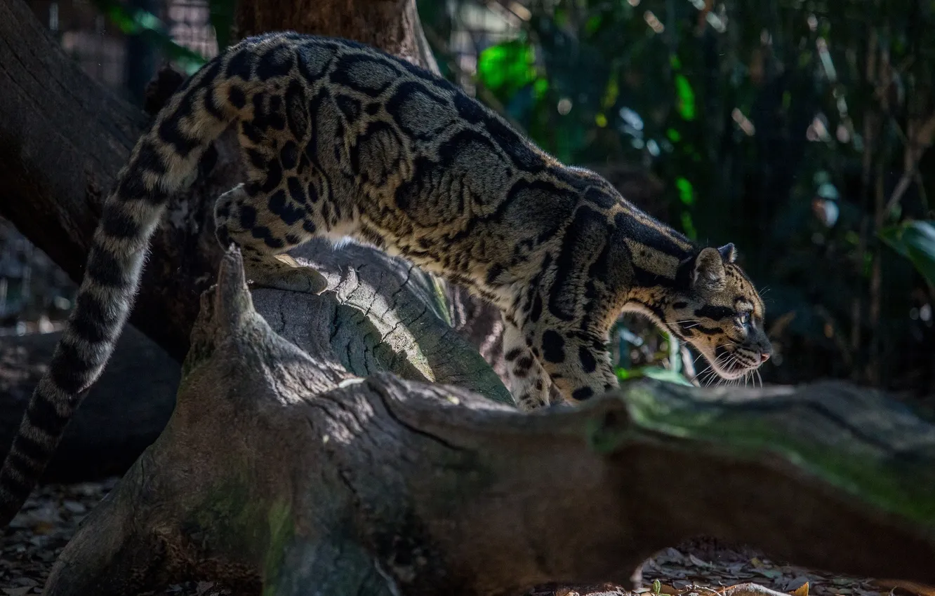 Photo wallpaper predator, profile, wild cat, clouded leopard