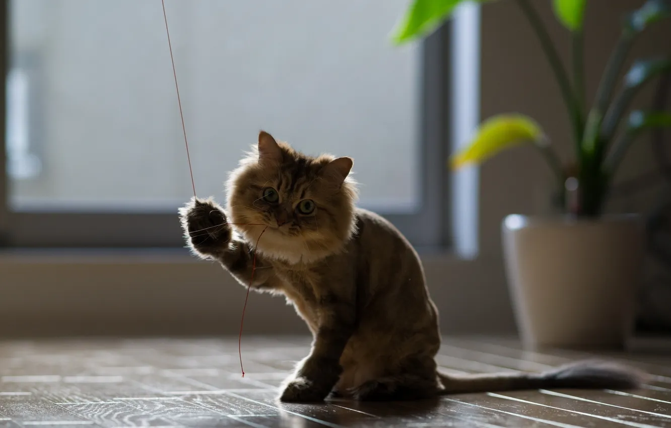 Photo wallpaper cat, thread, torode