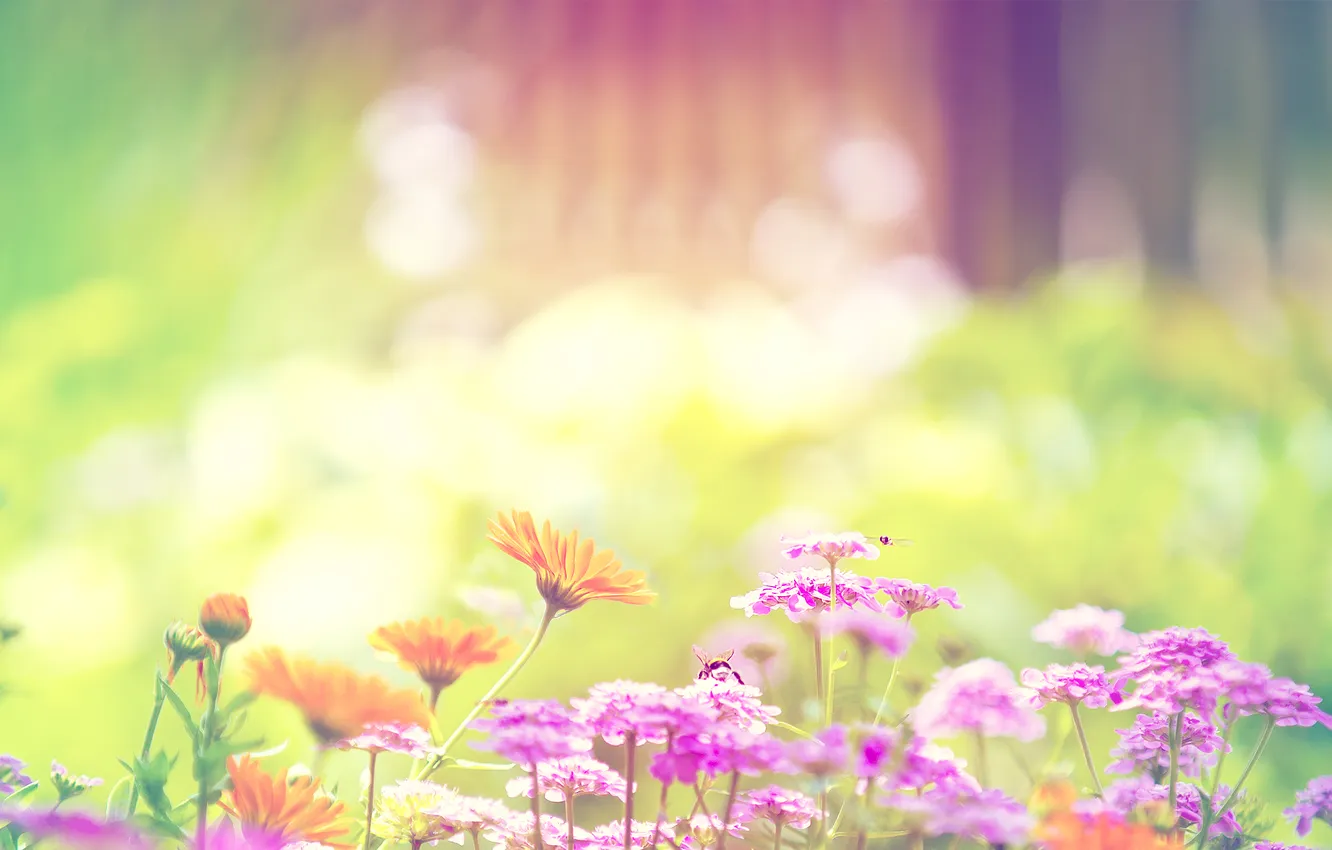 Photo wallpaper summer, light, flowers, nature, bokeh
