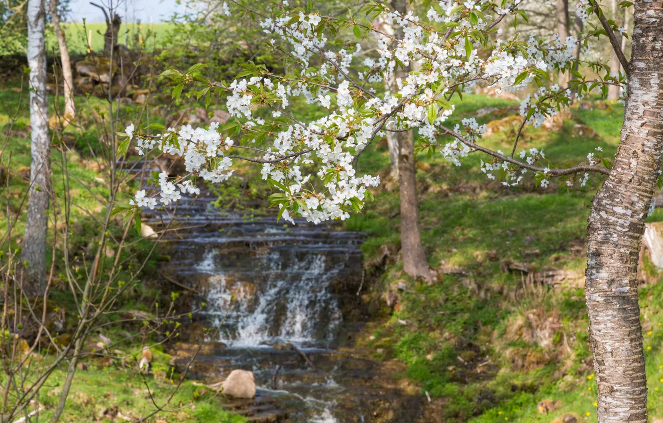 Photo wallpaper nature, waterfall, spring, nature, spring, flowering trees, a waterfall, blossoming trees