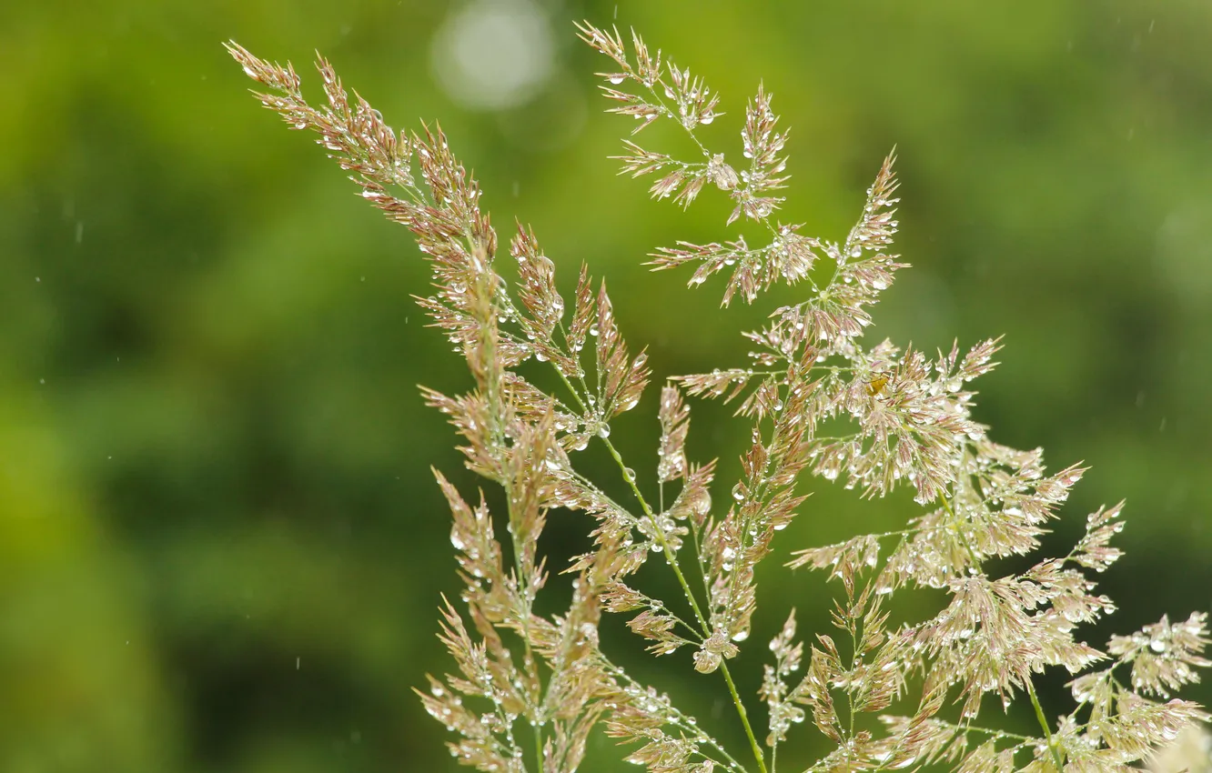 Photo wallpaper grass, drops, blades