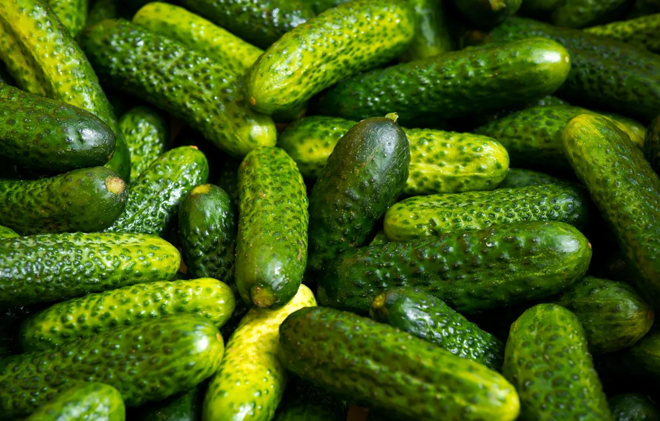 Photo wallpaper food, harvest, cucumbers, pickles, green cucumbers