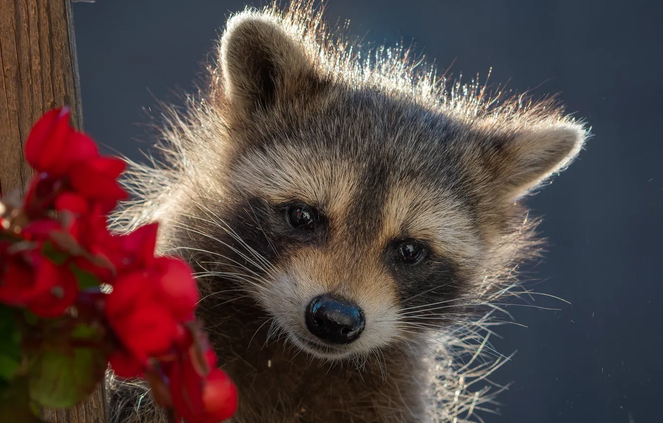 Photo wallpaper flowers, raccoon, cub, face